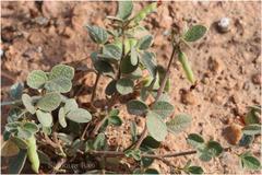 Atylosia scarabaeoides